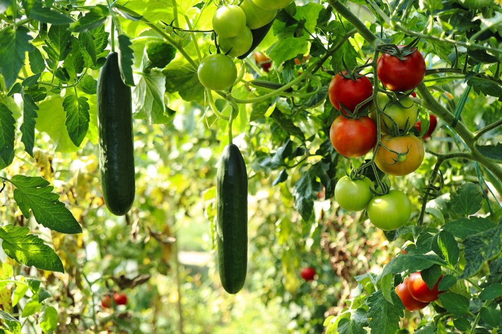 The Bountiful Harvest: Why Growing Your Own Food is a Game-Changer