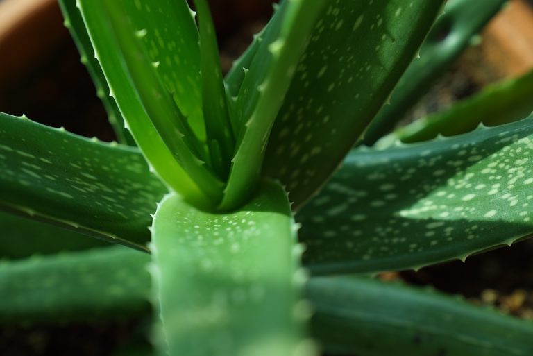 Starting a Medicinal Herb Garden for Beginners: The Top 15 Essential Herbs with Care Instructions