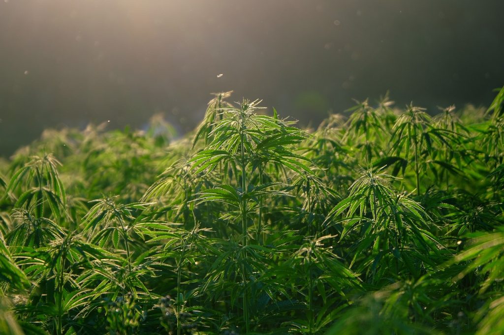 The Versatile World of Hemp: Beyond CBD Oil