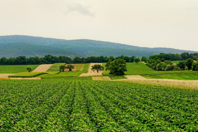 Support Local, Eat Fresh: Your Guide to Joining a Community-Supported Agriculture Program