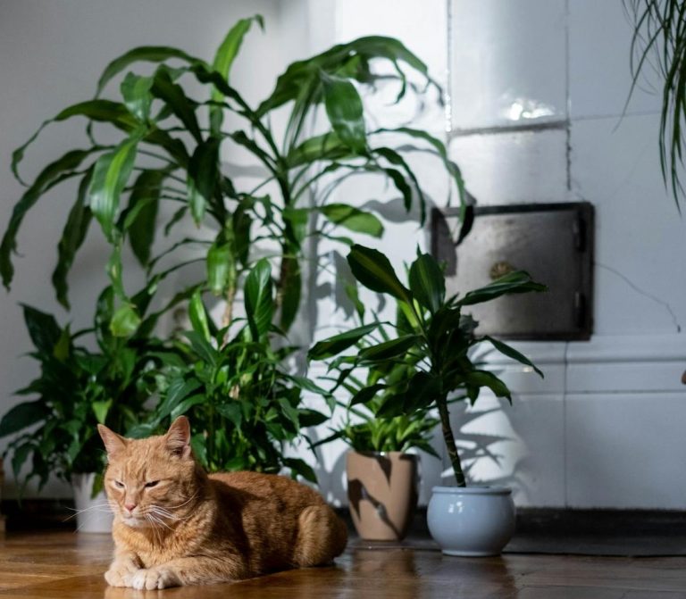 10 Pet-Safe Indoor Plants: Non-Toxic Greenery for Your Home