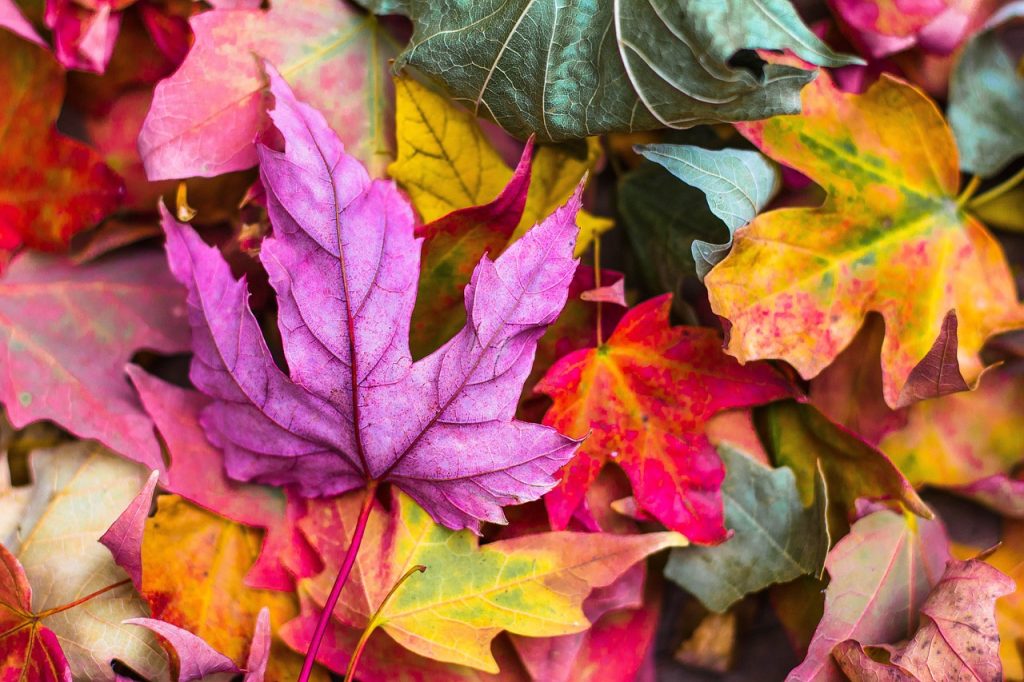 Transitioning Your Garden from Summer to Fall: Tips for Cold-Weather Prep